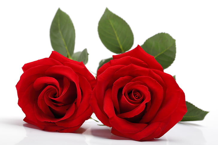 HD wallpaper: red roses 4k pc desktop hd, rose - flower, flowering plant |  Wallpaper Flare