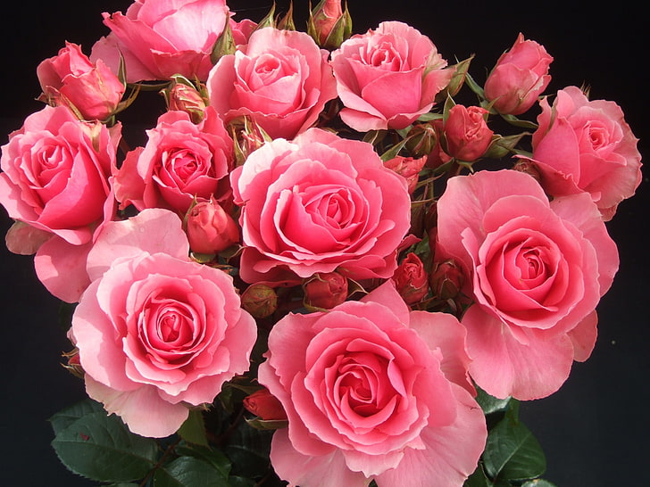 rose ipad  retina, flower, beauty in nature, flowering plant, HD wallpaper