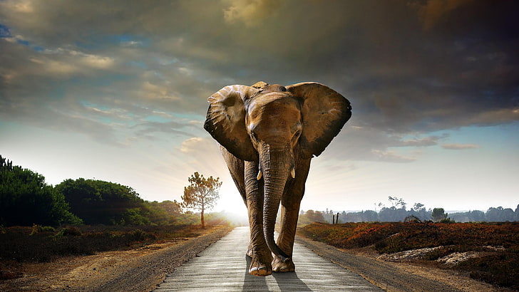 elephant, wild animal, wildlife, road, asphalt, sky, cloud, HD wallpaper