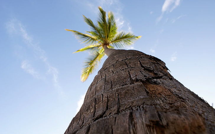 photography, nature, trees, palm trees, worm's eye view, sky, HD wallpaper
