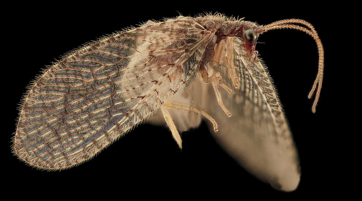 Hemerobiidae, Brown Lacewing, Macro Photography, Animals, Insects