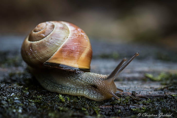 tilt photography of brown giant snail, in the rain, Escargot
