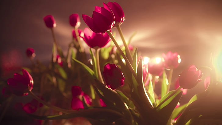 Red tulip flowers, backlit photography