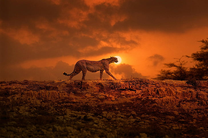 Cheetah, Kenya, Africa, big cat, walk, the sun, HD wallpaper