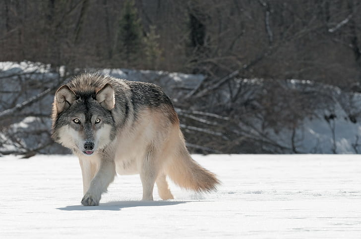 wolf, animals, snow, HD wallpaper