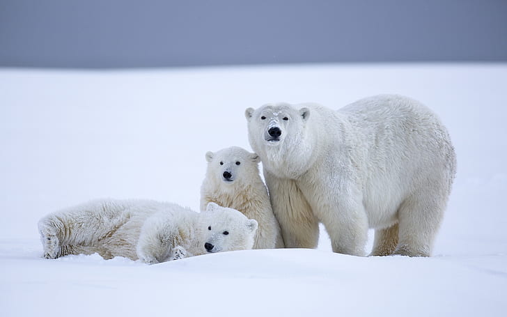 winter, snow, bears, Alaska, polar bears, cubs, HD wallpaper