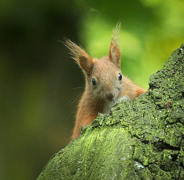 close-up photo of brown squirrel, Peek-a-boo, Eurasian red squirrel