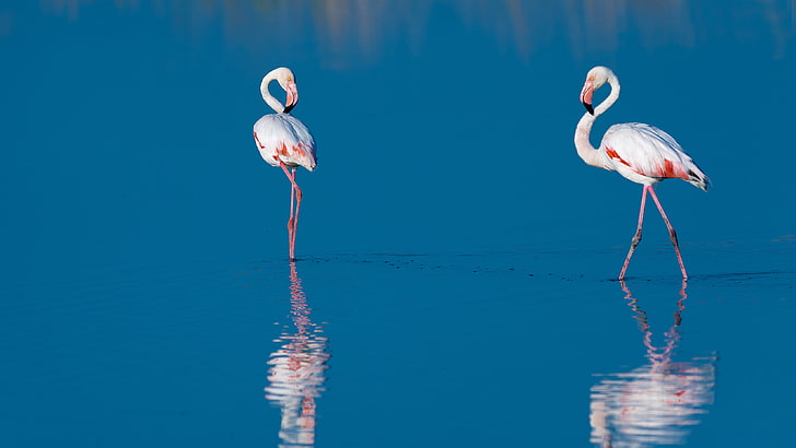 HD wallpaper: two white-and-pink flamingos, water, birds, reflection, blue  | Wallpaper Flare