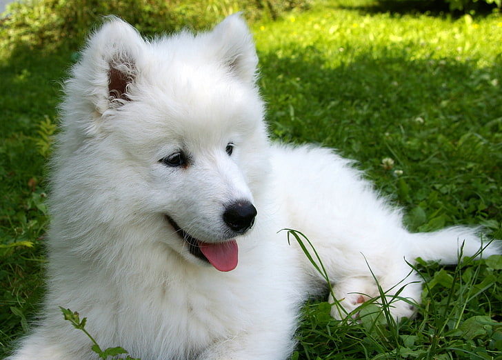 white Samoyed puppy, grass, dog, pets, animal, purebred Dog, outdoors