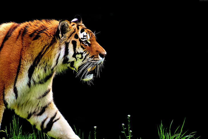 tiger, 4k, HD wallpaper
