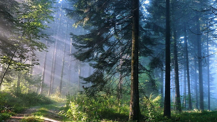 spruce, ray, sunray, morning, sunlight, path, pine, fir forest, HD wallpaper