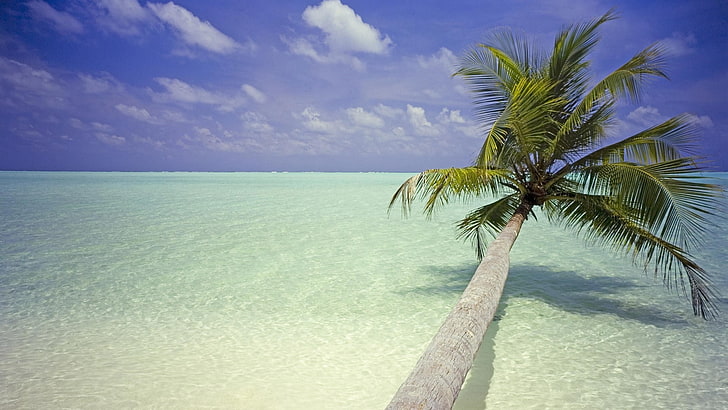 palm trees, beach, landscape, tropical climate, water, sea, HD wallpaper