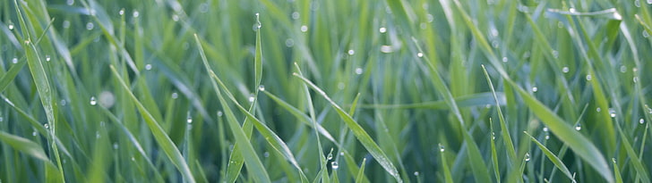 selective focus photography of dew drop on green grass, water drops