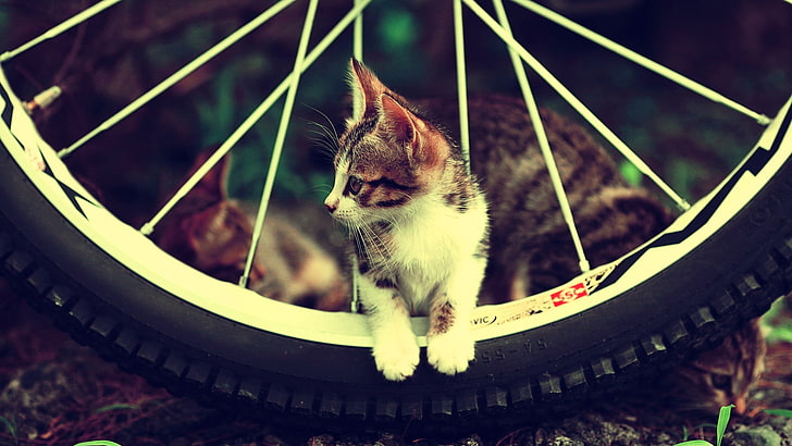 white and brown kitten, cat, animals, bicycle, kittens, tire, HD wallpaper