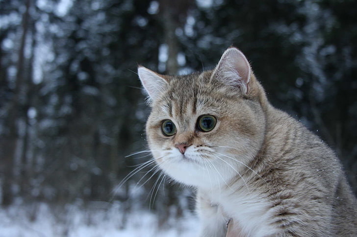 silver tabby cat, winter, animals, domestic, pets, animal themes, HD wallpaper
