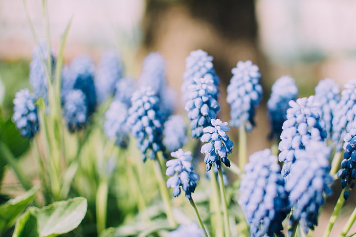 blue flowers, muscari, plants, spring, nature, bokeh, flowering plant, HD wallpaper
