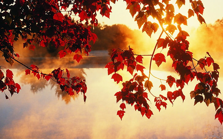 red tree, nature, leaves, red leaves, mist, lake, dappled sunlight