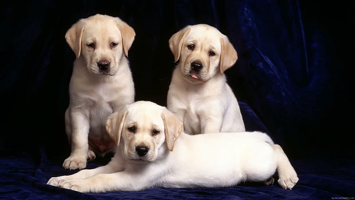White puppy, yellow labrador retriever puppy litter, animal, dog