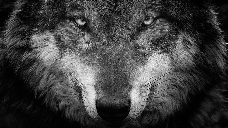 wolf, black, black and white, wildlife, monochrome photography