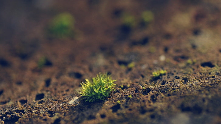green plants, close-up photography of green grass, depth of field, HD wallpaper