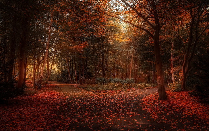 red leafed trees, fall, nature, leaves, park, landscape, path, HD wallpaper