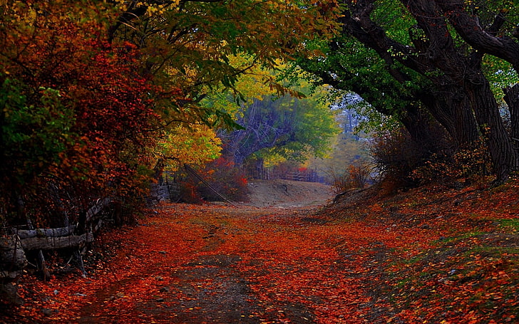 painting of forest during fall season, nature, landscape, colorful