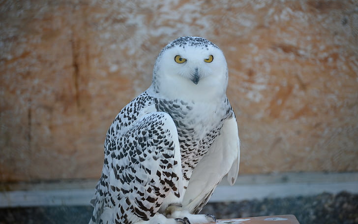 snowy owl, bird backgrounds, predator, Download 3840x2400 snowy owl, HD wallpaper