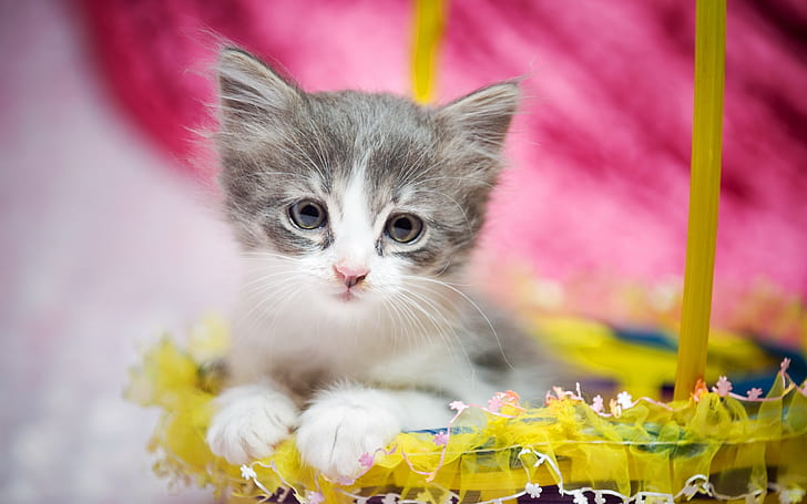 Cute kitten, furry, eyes, gift