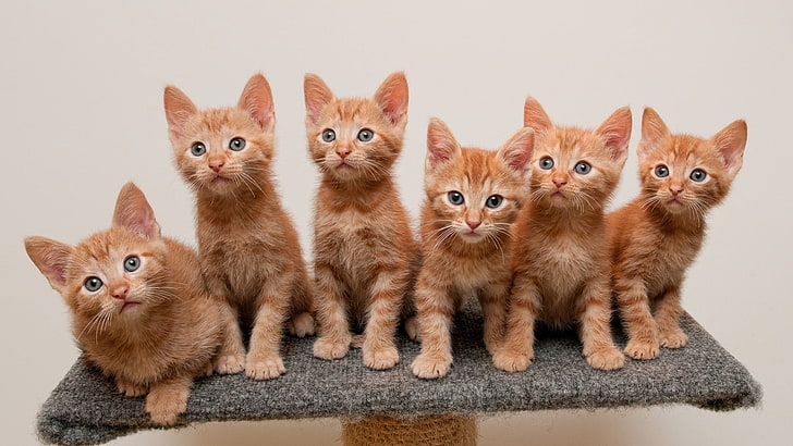 six orange tabby kittens, animals, cat, baby animals, sitting