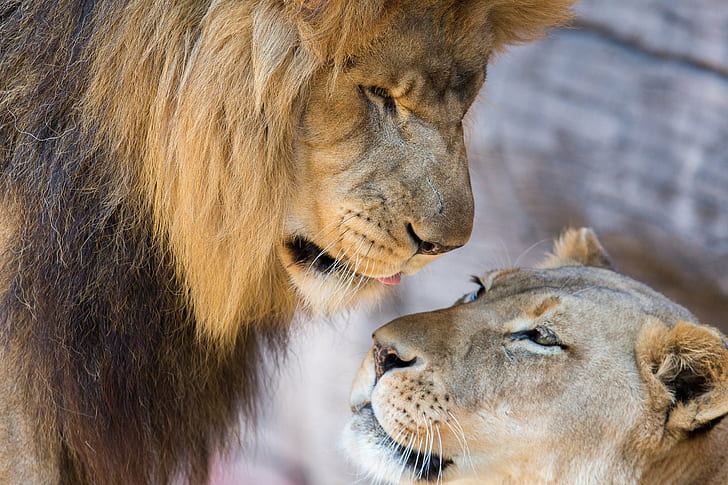 couple, lion, Lioness, lions, love, mood