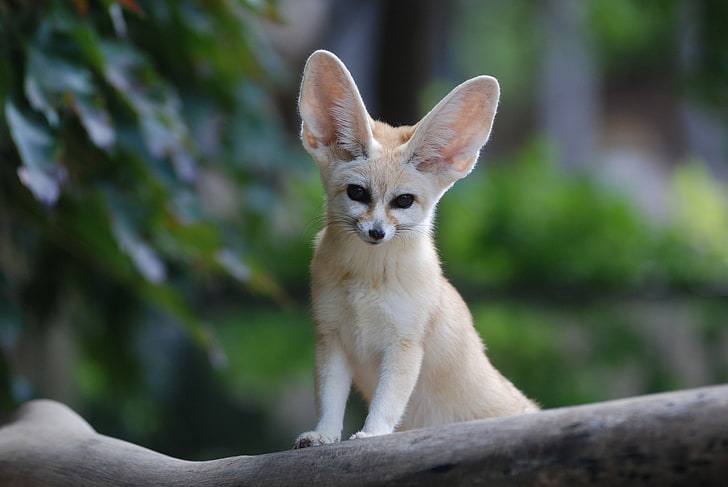 Download wallpaper 800x1200 fennec fox cute grass iphone 4s4 for  parallax hd background