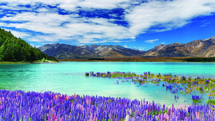 mountain lake, landscape photography, lupin flower, lupin field, HD wallpaper