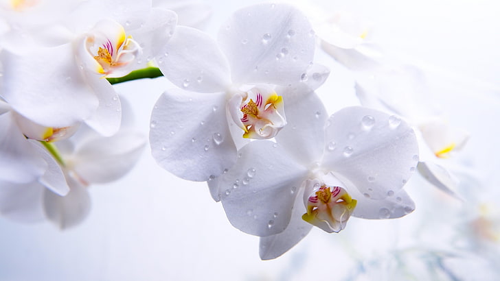 orchid, flower, white orchid, drops, water drops, HD wallpaper