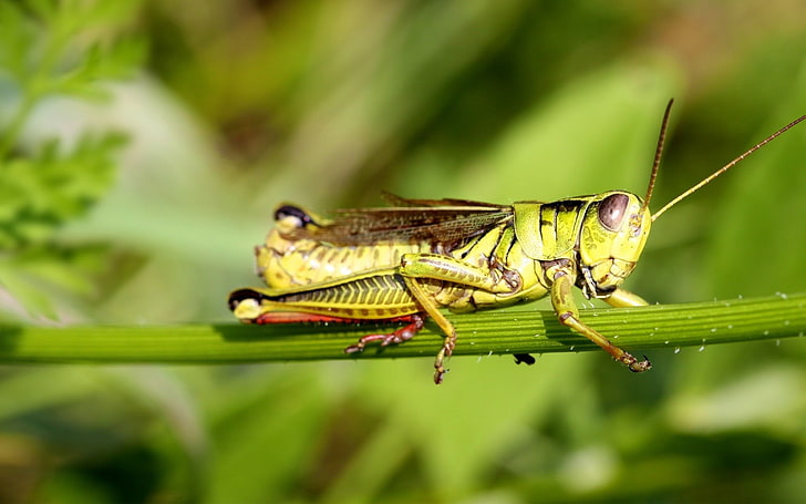 green grasshopper, sticks, sit, insect, nature, animal, locust, HD wallpaper