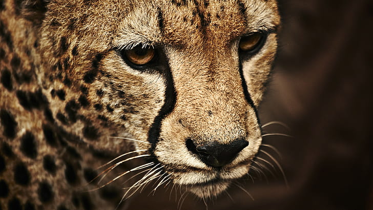 wild cat, cheetah, animals, HD wallpaper