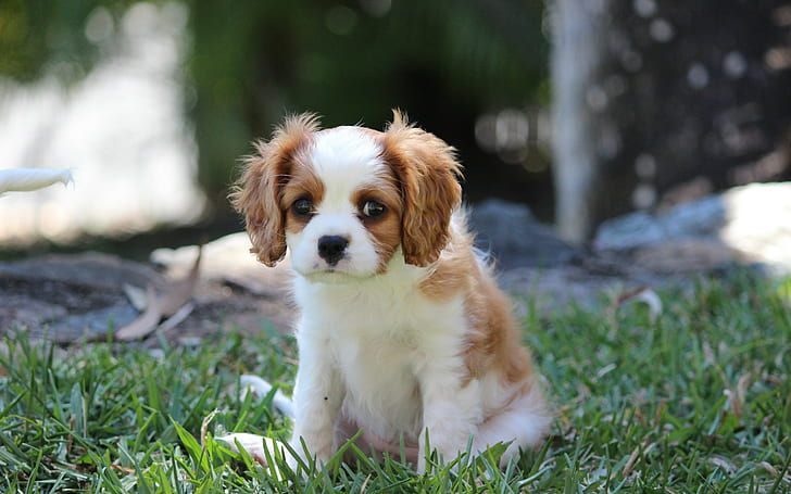Dog, puppy, grass, white and red cavalier king charles spaniel puppy, HD wallpaper
