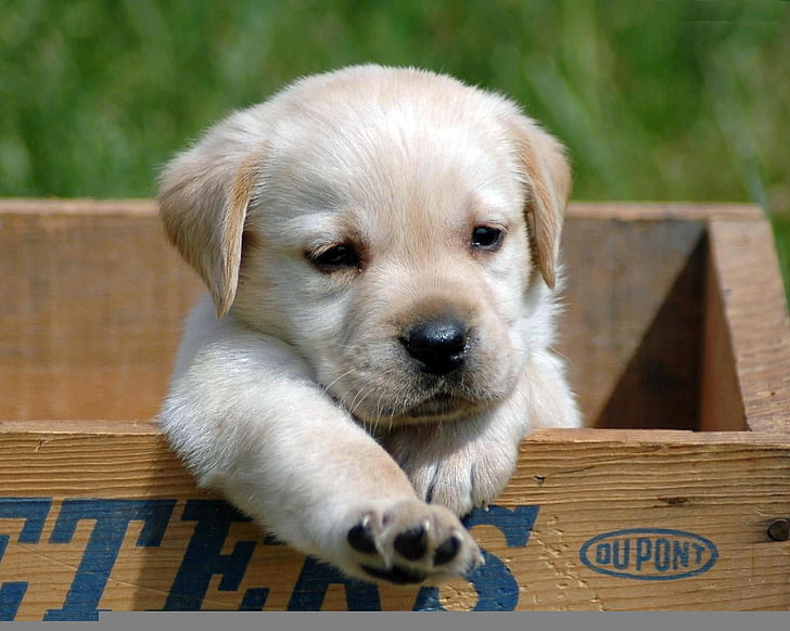 HD wallpaper: yellow Labrador retriever puppy, animals, summer, dog, pets,  cute | Wallpaper Flare