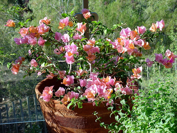 pink and orange Bougainvillea flowers, plants, pot, herb, garden, HD wallpaper