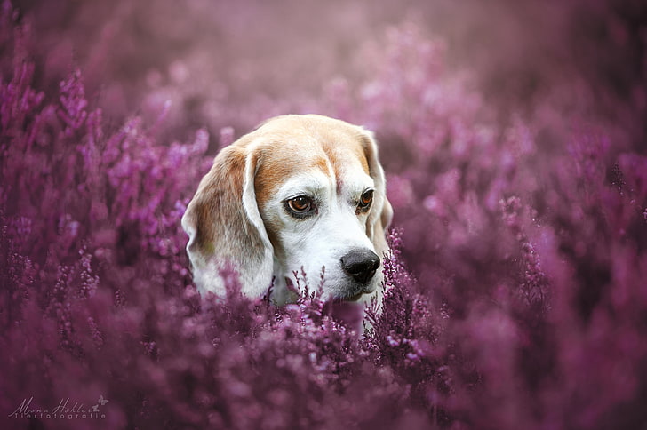 Beagle 1080P, 2K, 4K, 5K HD wallpapers free download, sort by relevance |  Wallpaper Flare