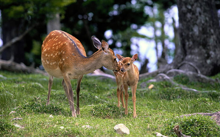 HD wallpaper: Love among Deers, Animals, amazing animals wallpapers, beautiful  animal wallpaper | Wallpaper Flare