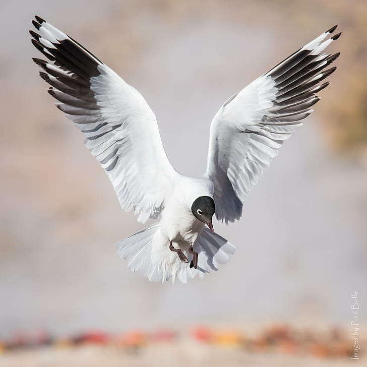 white and black bird, Point, Landing, bird  bird, Chile, El Tatio, HD wallpaper