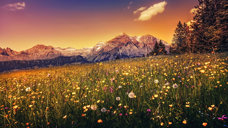 flower field, landscape, nature, mountains, sunset, panoramas, HD wallpaper