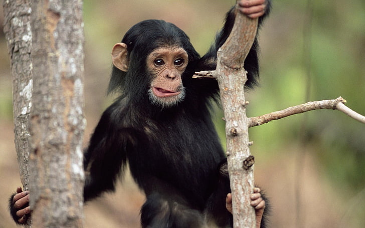 black monkey, animals, baby animals, chimpanzees, animal themes