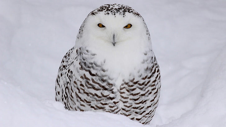 owl, snowy owl, bubo scandiacus, white owl, one animal, winter, HD wallpaper