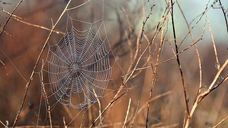 nature, animals, spiderwebs