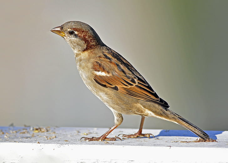 house sparrow bird, Autumn, Sparrow  house, sparrows, closeup, HD wallpaper