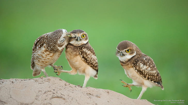 Burrowing Owl Chicks, Pantanal, Brazil, Birds, HD wallpaper