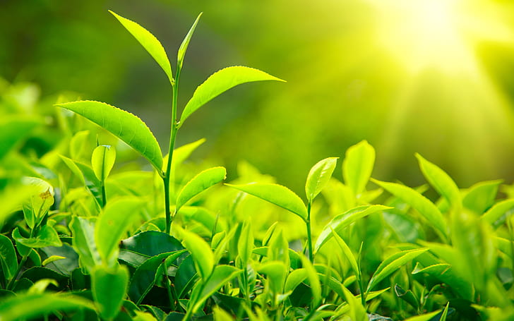 HD wallpaper: Fresh green tea leaves, sunlight | Wallpaper Flare