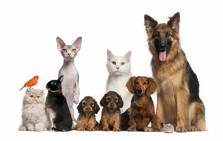 Animal, Cat & Dog, Baby Animal, Bird, Cute, Kitten, Puppy, HD wallpaper