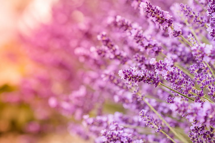 macro shot photography of purple flowers during daytime, En, Provence, HD wallpaper
